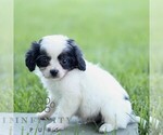 Small #2 Cavapoo (Miniature)