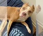 Small #8 American Staffordshire Terrier Mix