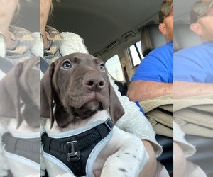 German Shorthaired Pointer Puppy for sale in ARCANUM, OH, USA