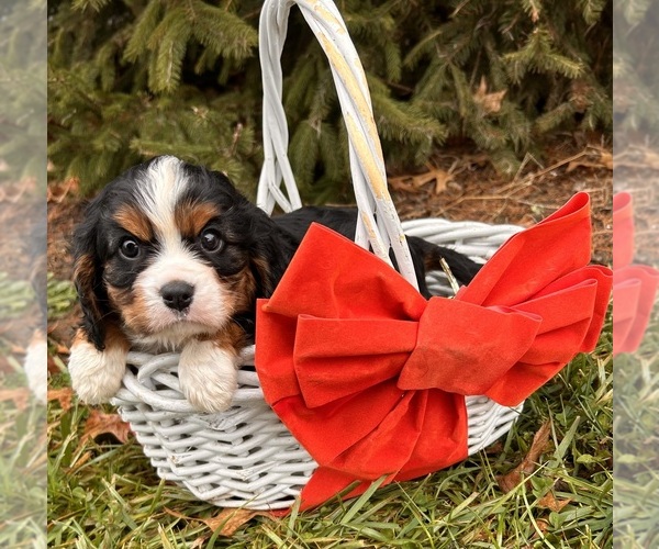 Medium Photo #4 Bernese Mountain Dog-Cavalier King Charles Spaniel Mix Puppy For Sale in MIDDLEBURY, IN, USA