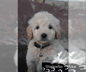 English Cream Golden Retriever-Poodle (Miniature) Mix Puppy for sale in GOLDEN, CO, USA