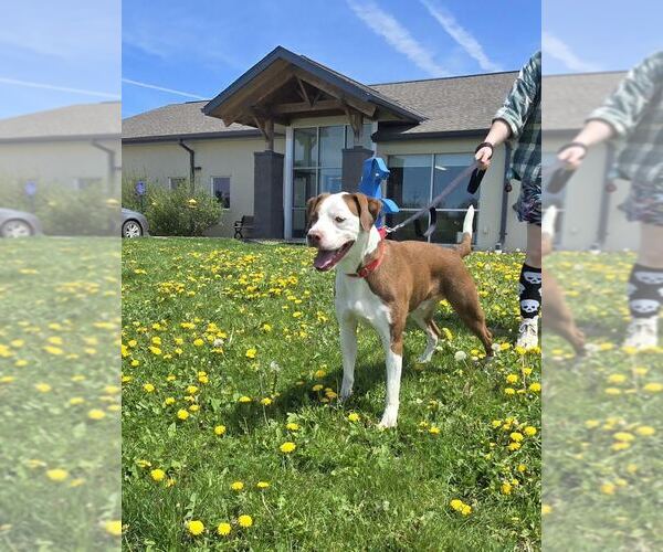 Medium Photo #2 American Bulldog-Unknown Mix Puppy For Sale in Oskaloosa, IA, USA