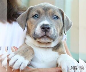 Rat Terrier-Unknown Mix Dogs for adoption in Washington, DC, USA