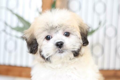 Medium Photo #2 Zuchon Puppy For Sale in NAPLES, FL, USA