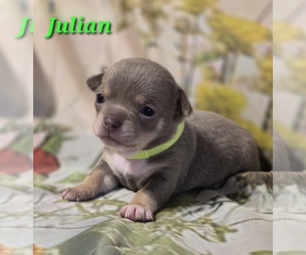 Medium Photo #4 Chihuahua Puppy For Sale in HOMERVILLE, GA, USA