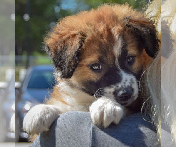 Medium Photo #5 Sheprador Puppy For Sale in Huntley, IL, USA