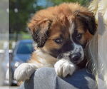 Small #4 Sheprador