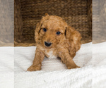 Small Photo #3 Bernedoodle (Miniature) Puppy For Sale in UNIONVILLE, IA, USA