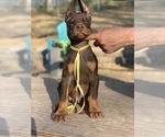 Small Photo #4 Doberman Pinscher Puppy For Sale in BARNETT, MO, USA