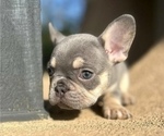 Small Photo #2 French Bulldog Puppy For Sale in CHICAGO, IL, USA