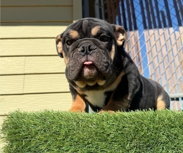 Medium Photo #8 English Bulldog Puppy For Sale in SAN JOSE, CA, USA