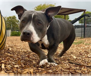 Staffordshire Bull Terrier-Unknown Mix Dogs for adoption in Santa Cruz, CA, USA