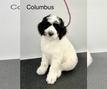 Small Photo #4 Sheepadoodle Puppy For Sale in EAST GRAND FORKS, MN, USA