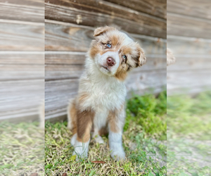 Australian Shepherd Puppy for Sale in ORLANDO, Florida USA