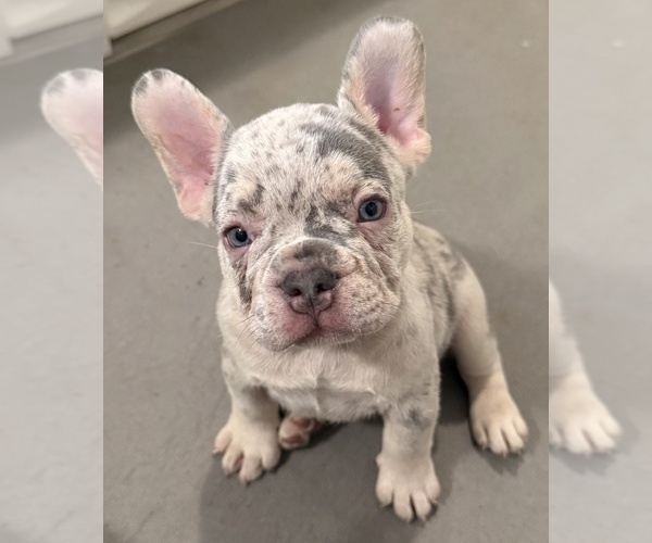 Medium Photo #2 French Bulldog Puppy For Sale in BURLINGAME, CA, USA