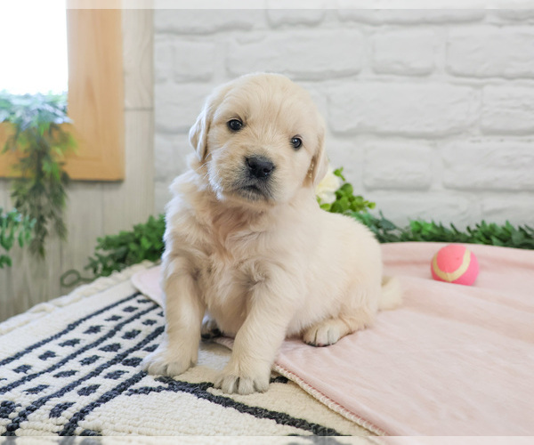 Medium Photo #1 English Cream Golden Retriever Puppy For Sale in SYRACUSE, IN, USA