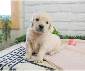 English Cream Golden Retriever Puppy for sale in SYRACUSE, IN, USA