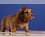 Small Photo #39 Dachshund Puppy For Sale in CROWLEY, TX, USA