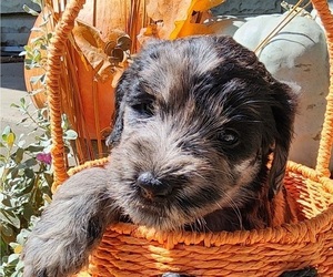 Doodle-Goldendoodle Mix Puppy for sale in WACO, TX, USA