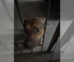 Small American Staffordshire Terrier