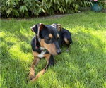 Small Rat Terrier Mix