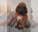 Puppy BRUTAS Redbone Coonhound