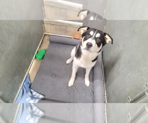 Medium Photo #2 Huskies -Labrador Retriever Mix Puppy For Sale in La Porte, IN, USA