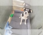 Small #1 Huskies -Labrador Retriever Mix