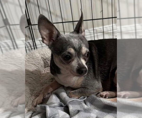 Medium Photo #1 Chihuahua Puppy For Sale in Oakland Park, FL, USA