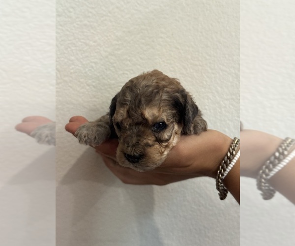 Medium Photo #3 Bernedoodle (Miniature) Puppy For Sale in LONGMONT, CO, USA
