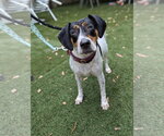 Small #4 American Foxhound-Beagle Mix