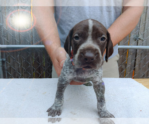 German Shorthaired Pointer Puppy for sale in PERRY, FL, USA