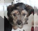 Puppy Holiday Morkie-Yorkshire Terrier Mix