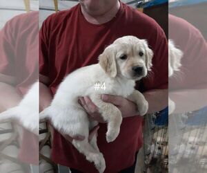 Golden Retriever Puppy for sale in MILFORD, IN, USA