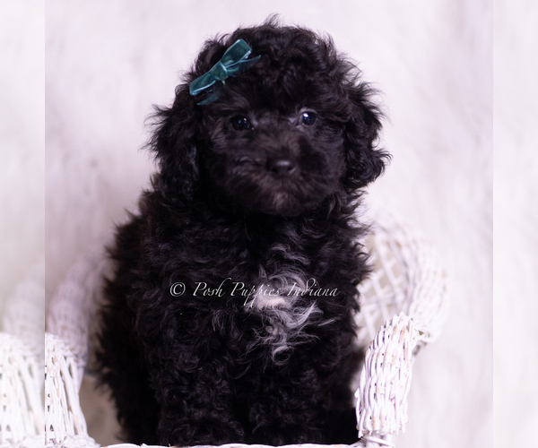 Medium Photo #6 Poodle (Miniature) Puppy For Sale in WARSAW, IN, USA