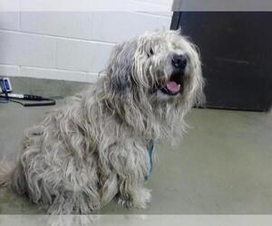 Mutt Dogs for adoption in Moreno Valley, CA, USA