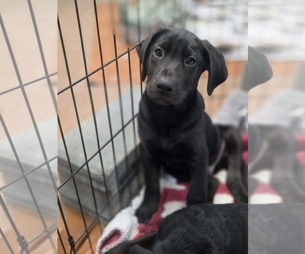 Medium Photo #2 Labrador Retriever-Unknown Mix Puppy For Sale in SHERBURNE, NY, USA