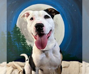 PARKER - Male Mutt Dog for Adoption