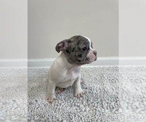 French Bulldog Puppy for sale in CHARLESTON, SC, USA