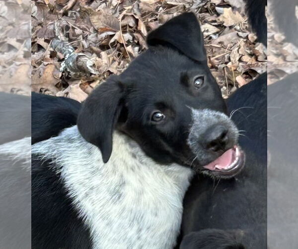Medium Photo #8 Pointer-Unknown Mix Puppy For Sale in Rockaway, NJ, USA