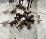 Small Photo #15 Doberman Pinscher Puppy For Sale in HIALEAH, FL, USA