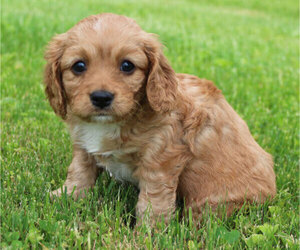 Cavapoo Puppy for sale in MILLERSBURG, OH, USA