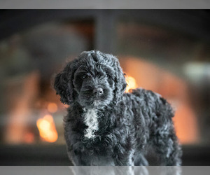 Springerdoodle Puppy for sale in DUNDEE, OH, USA