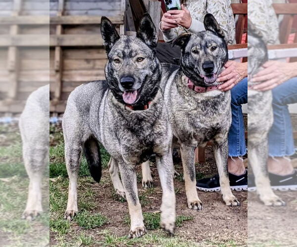 Medium Photo #2 Norwegian Elkhound-Unknown Mix Puppy For Sale in Dana Point, CA, USA
