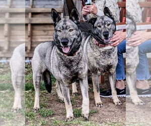 Freida and Dallen - Female Norwegian Elkhound-Unknown Mix Dog for Adoption - Photo #2