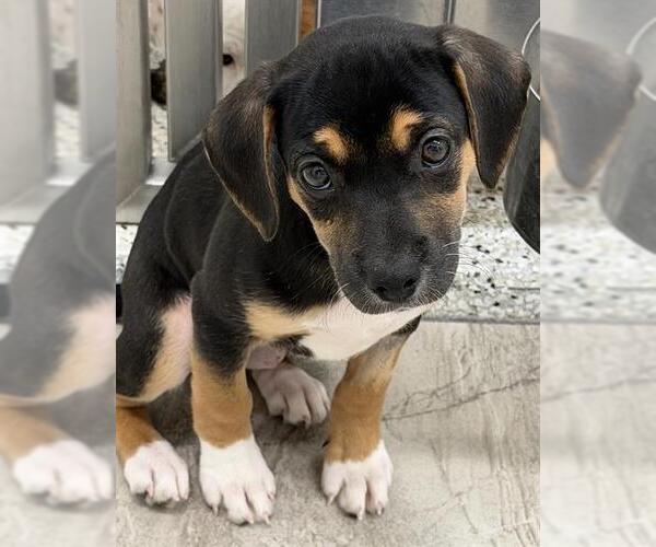 Medium Photo #1 Beagle Puppy For Sale in Canfield, OH, USA