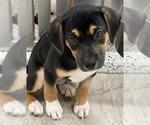 Small Beagle
