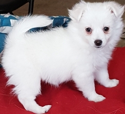 American Eskimo Dog (Toy) Puppy for sale in VICTORVILLE, CA, USA