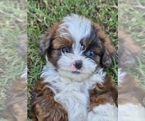 Aussie-Poo-Aussiedoodle Mix Puppy for sale in TAYLOR, TX, USA