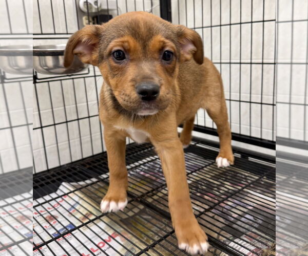 Medium Photo #2 Boxador Puppy For Sale in GILBERTS, IL, USA